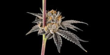 Photography by Devin Stein for TreeHawk Farms