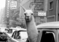 A llama in Times Square, New York, 1957 by Inge Morath