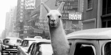 A llama in Times Square, New York, 1957 by Inge Morath
