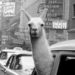 A llama in Times Square, New York, 1957 by Inge Morath
