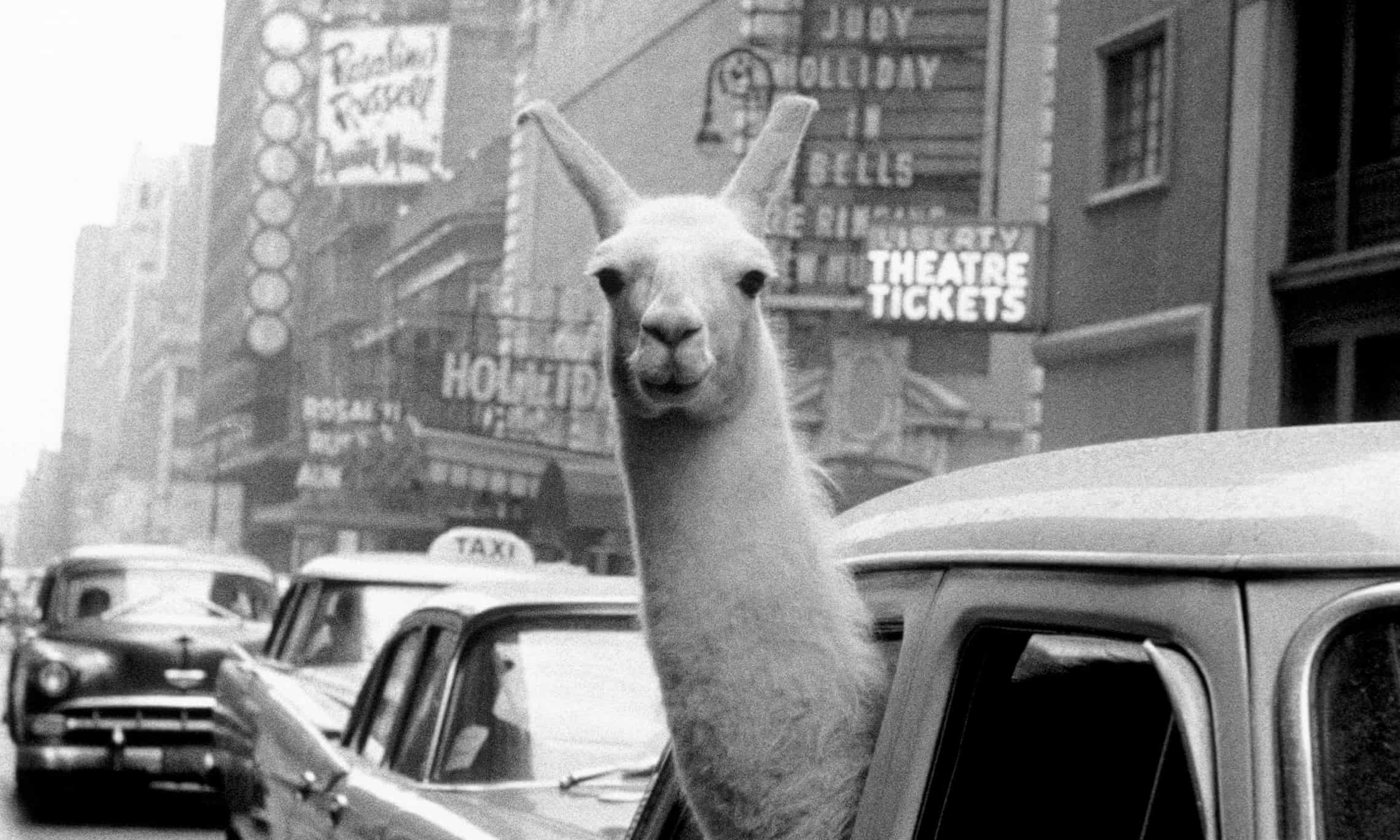 A llama in Times Square, New York, 1957 by Inge Morath