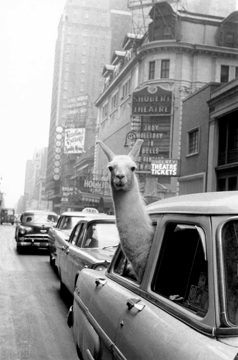 A llama in Times Square, New York, 1957 by Inge Morath