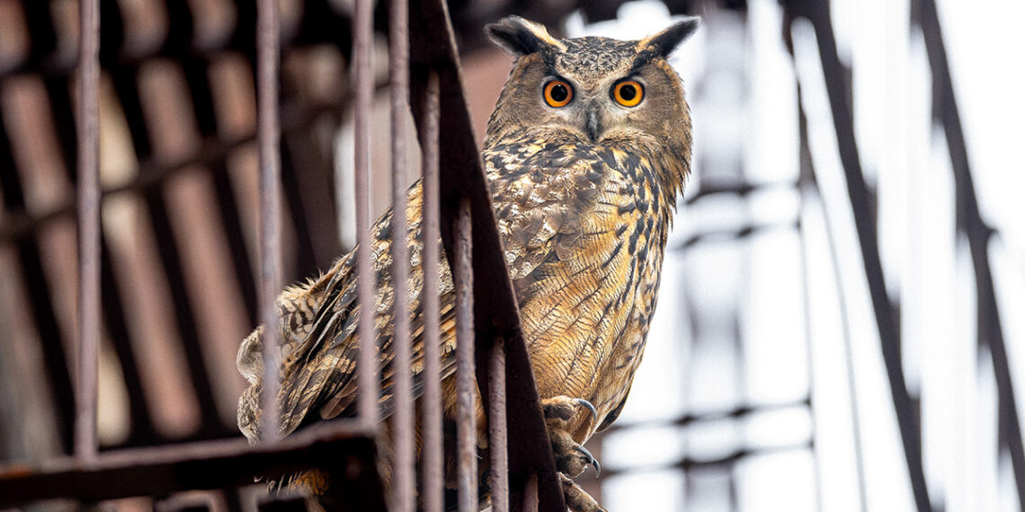 WILD INSIDE, Image courtesy of Sandbox Films, Photographer David Lei