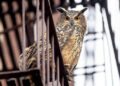 WILD INSIDE, Image courtesy of Sandbox Films, Photographer David Lei