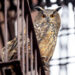 WILD INSIDE, Image courtesy of Sandbox Films, Photographer David Lei